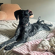 Nugget joined the competition — help win amazing prizes! attention, bed, black_and_white, blanket, canine, collar, comfort, cozy, curled_tail, dog, domestic, furniture, home, indoor, lying_down, pastel_colors, pet, relaxed, resting, textured
