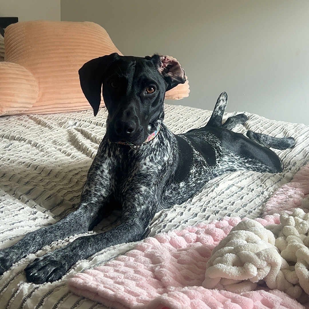 Nugget joined the competition — help win amazing prizes! attention, bed, black_and_white, blanket, canine, collar, comfort, cozy, curled_tail, dog, domestic, furniture, home, indoor, lying_down, pastel_colors, pet, relaxed, resting, textured