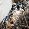 Rusty participe au concours pour gagner de l'argent avec cette photo : dog, curly_fur, blanket, couch, indoor, relaxed, pet, cozy, white_dog, fur, lying_down, soft_texture, resting, animal, home, comfortable, snuggled, canine, domestic_animal, sleepy