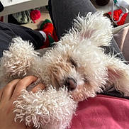 Rusty participe au concours pour gagner de l'argent avec cette photo : dog, curly_hair, pet, lap, hand, indoor, relaxation, cozy, white_dog, curled_paws, person, clothing, craft_supplies, scissors, yarn, table, socks, pants, pink_shirt, red_socks