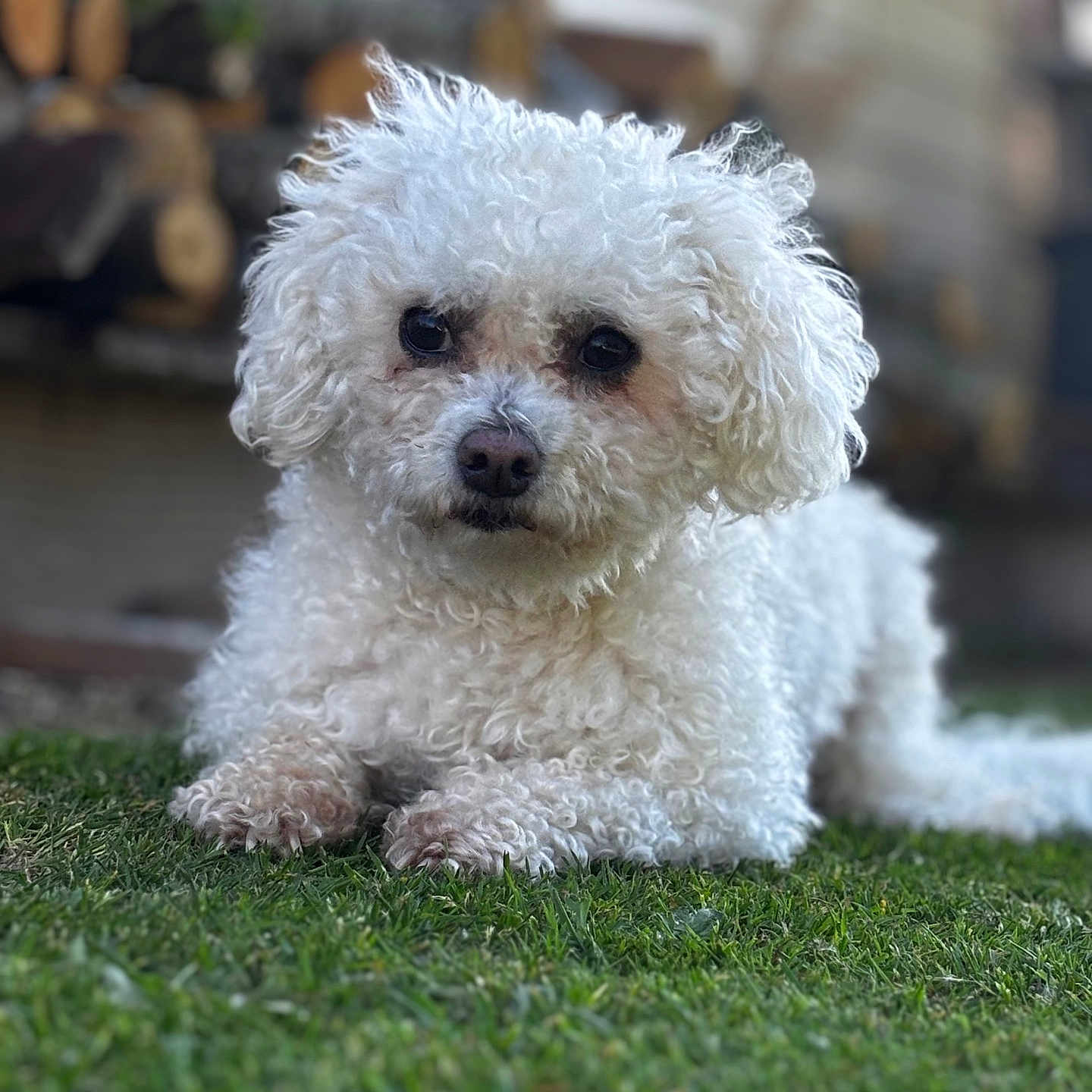 Rusty a rejoint le concours — aidez-le/la à gagner de superbes lots ! dog, white_dog, curly_fur, pet, grass, outdoor, animal, canine, lying_down, fur, nature, backyard, close_up, portrait, cute, companion, domestic_animal, relaxed, friendly, summer