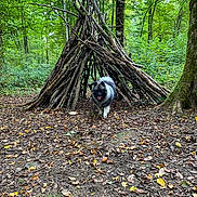Vilka a rejoint le concours — aidez-le/la à gagner de superbes lots ! dog, forest, woodland, leaves, trees, nature, outdoor, animal, canine, stick_teepee, rustic, fall, autumn, fur, pet, ground, happy, tongue_out, daylight, greenery