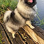 Vilka a rejoint le concours — aidez-le/la à gagner de superbes lots ! dog, canine, fluffy, smiling, tongue_out, wood, lake, water, reeds, nature, outdoor, animal, pet, happy, fur, ears, snout, daylight, peaceful, dock