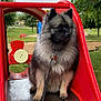 dog, fluffy, playground, slide, red, leash, outdoor, park, grass, trees, fur, pet, animal, canine, play, metal, leisure, nature, daytime, seated