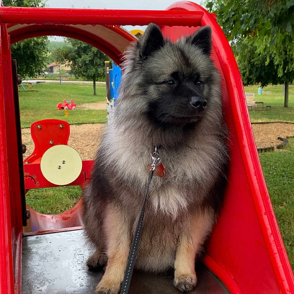 Vilka a rejoint le concours — aidez-le/la à gagner de superbes lots ! animal, canine, daytime, dog, fluffy, fur, grass, leash, leisure, metal, nature, outdoor, park, pet, play, playground, red, seated, slide, trees