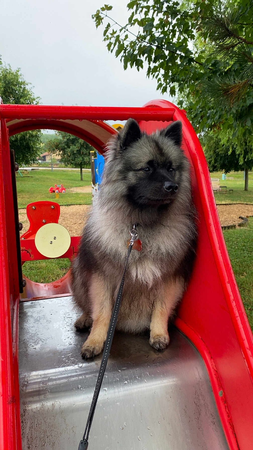Vilka a rejoint le concours — aidez-le/la à gagner de superbes lots ! dog, fluffy, playground, slide, red, leash, outdoor, park, grass, trees, fur, pet, animal, canine, play, metal, leisure, nature, daytime, seated
