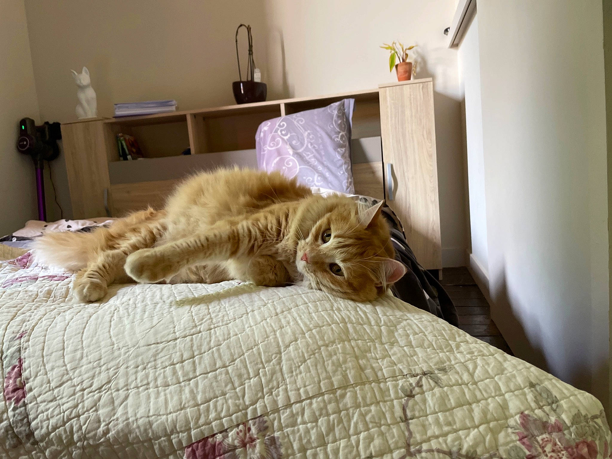 Lilas a rejoint le concours — aidez-le/la à gagner de superbes lots ! bedding, carnivore, cat, comfort, domestic_short_haired_cat, duvet, fawn, felidae, flooring, fur, grey, hardwood, linens, room, small_to_medium_sized_cats, snout, tail, textile, whiskers, wood