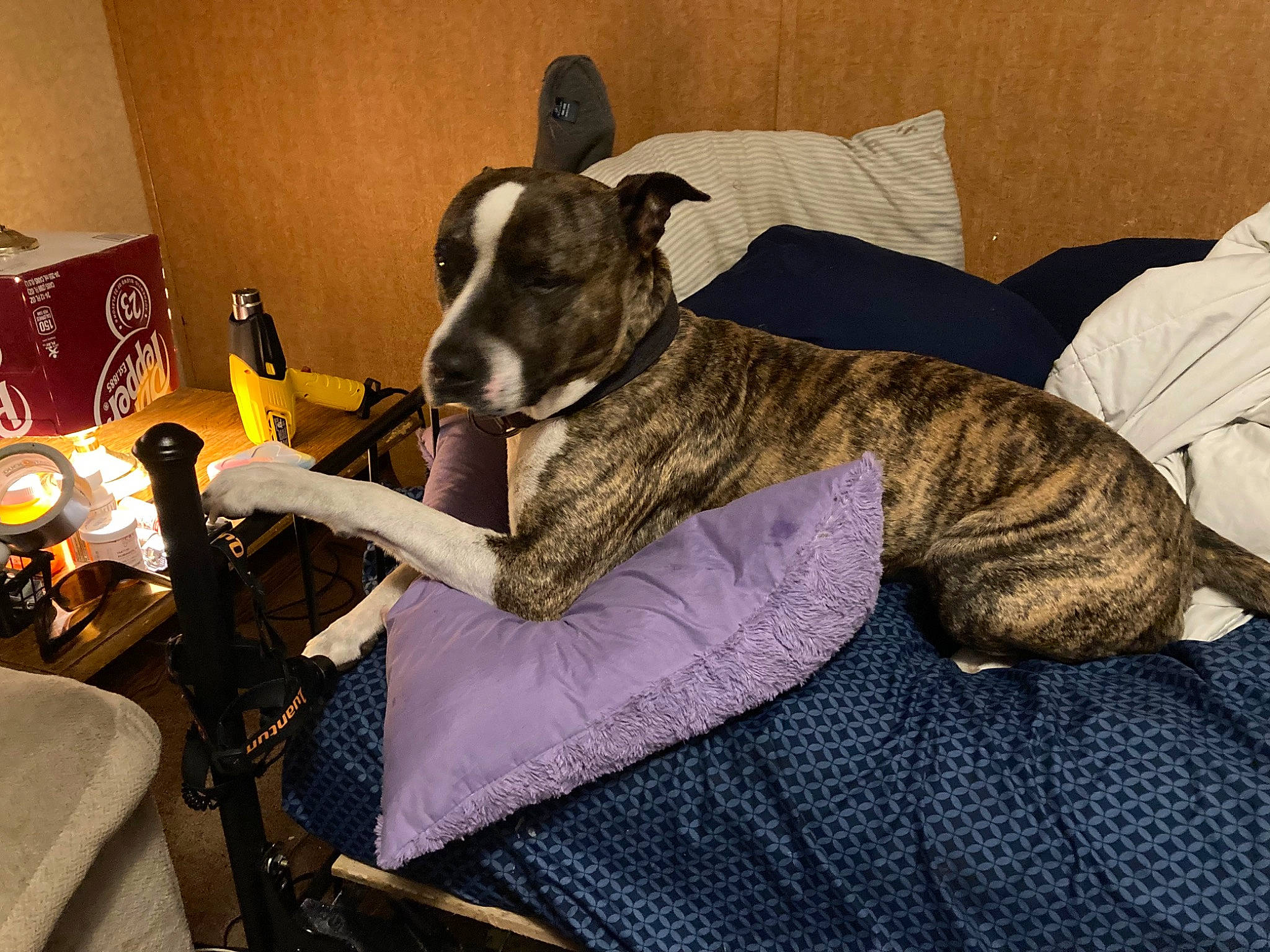 Beans is registered to the contest to win money with this photo: bottle, canidae, carnivore, chair, collar, comfort, companion_dog, couch, dog, dog_breed, fawn, linens, magyar_agar, rampur_greyhound, sighthound, snout, sporting_group, tableware, terrestrial_animal, whiskers