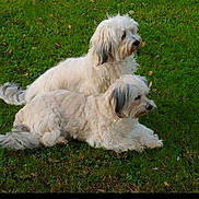 Tornade Et Rustine participe au concours pour gagner de l'argent avec cette photo : alert, animal, canine, companion, dog, ears, fluffy, fur, grass, greenery, laying_down, nature, outdoor, park, pet, relaxed, side_view, summer, two_dogs, white_dog