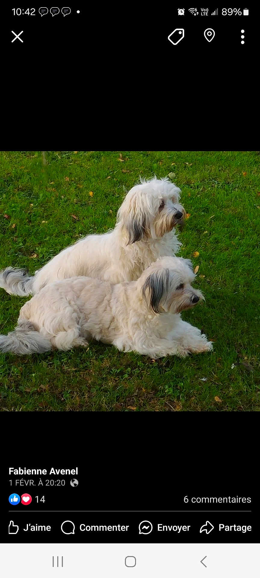 Tornade Et Rustine participe au concours pour gagner de l'argent avec cette photo : alert, animal, canine, companion, dog, ears, fluffy, fur, grass, greenery, laying_down, nature, outdoor, park, pet, relaxed, side_view, summer, two_dogs, white_dog