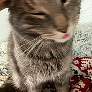 Cosmo is registered to the contest to win money with this photo: cat, tabby, close_up, blep, whiskers, fur, pink_tongue, pet, cozy, blanket, red_pattern, indoor, fuzzy, paw, nose, portrait, blurred, sleepy, domestic_cat, hand