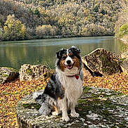 Princesse Shaïna a rejoint le concours — aidez-le/la à gagner de superbes lots ! dog, australian_shepherd, sitting, stone_table, moss, autumn_leaves, lake, forest, trees, hills, outdoor, nature, smiling, fur, collar, pet, landscape, fall, scenic, animal