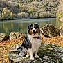 dog, australian_shepherd, sitting, stone_table, moss, autumn_leaves, lake, forest, trees, hills, outdoor, nature, smiling, fur, collar, pet, landscape, fall, scenic, animal