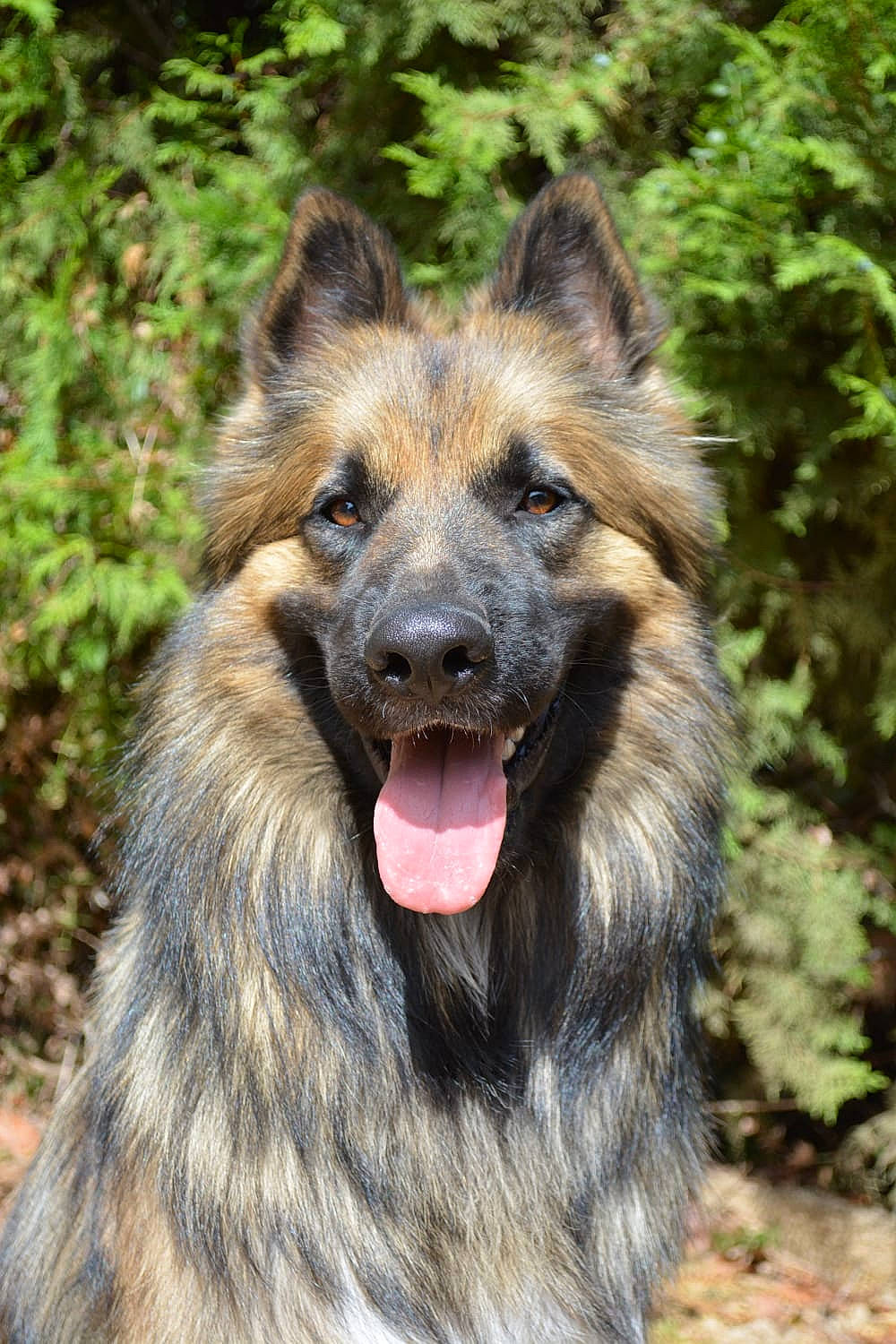 Sabo participe au concours pour gagner de l'argent avec cette photo : carnivore, companion_dog, dog, dog_breed, east_european_shepherd, fang, fur, german_shepherd_dog, grass, herding_dog, king_shepherd, old_german_shepherd_dog, plant, snout, sporting_group, terrestrial_animal, whiskers, wildlife, working_animal, working_dog