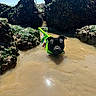 Nesto a rejoint le concours — aidez-le/la à gagner de superbes lots ! dog, life_jacket, water, rocks, moss, beach, outdoor, sunny, nature, shallow_water, black_dog, canine, adventure, summer, coast, animal, pet, daytime, sea, vacation