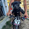 Nesto participe au concours pour gagner de l'argent avec cette photo : dog, person, bicycle, outdoor, animal, black_dog, handlebars, bike, grass, dirt, summer, casual, bare_chest, pet, playful, young_adult, footwear, chain, metal, daylight