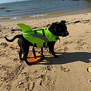 Nesto a rejoint le concours — aidez-le/la à gagner de superbes lots ! dog, beach, sand, water, life_jacket, shark_fin, sunny, shadow, outdoor, animal, pet, ocean, coast, rock, sky, canine, daytime, funny_costume, leash, summer
