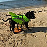 dog, beach, sand, water, life_jacket, shark_fin, sunny, shadow, outdoor, animal, pet, ocean, coast, rock, sky, canine, daytime, funny_costume, leash, summer