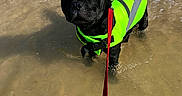 Nesto participe au concours pour gagner de l'argent avec cette photo : dog, black_dog, life_jacket, neon_green, leash, water, beach, sand, shallow_water, animal, pet, outdoor, summer, daylight, curious, standing, playful, canine, adventure, wet