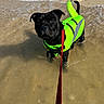 dog, black_dog, life_jacket, neon_green, leash, water, beach, sand, shallow_water, animal, pet, outdoor, summer, daylight, curious, standing, playful, canine, adventure, wet