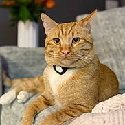 Blaze is registered to the contest to win money with this photo: blanket, blurred_background, cat, closeup, collar, comfortable, couch, cozy, feline, flower_vase, flowers, fur, home, indoor, orange_tabby, paws, pet, relaxed, resting, whiskers