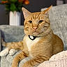 blanket, blurred_background, cat, closeup, collar, comfortable, couch, cozy, feline, flower_vase, flowers, fur, home, indoor, orange_tabby, paws, pet, relaxed, resting, whiskers