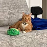 Blaze joined the competition — help win amazing prizes! animal, blanket, cat, collar, couch, cute, domestic_animal, feline, gray_furniture, home, indoor, living_room, orange_tabby, pet, plush_toy, relaxed, resting, seated, soft_texture, toy