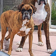 Ellie is registered to the contest to win money with this photo: boxer_dog, dog, dogs, canine, pet, animal, short_coat, brindle, white_chest, standing, outdoor, patio, backyard, tree, pool_float, wheel, portrait, front_facing, alert, funny