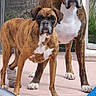 boxer_dog, dog, dogs, canine, pet, animal, short_coat, brindle, white_chest, standing, outdoor, patio, backyard, tree, pool_float, wheel, portrait, front_facing, alert, funny