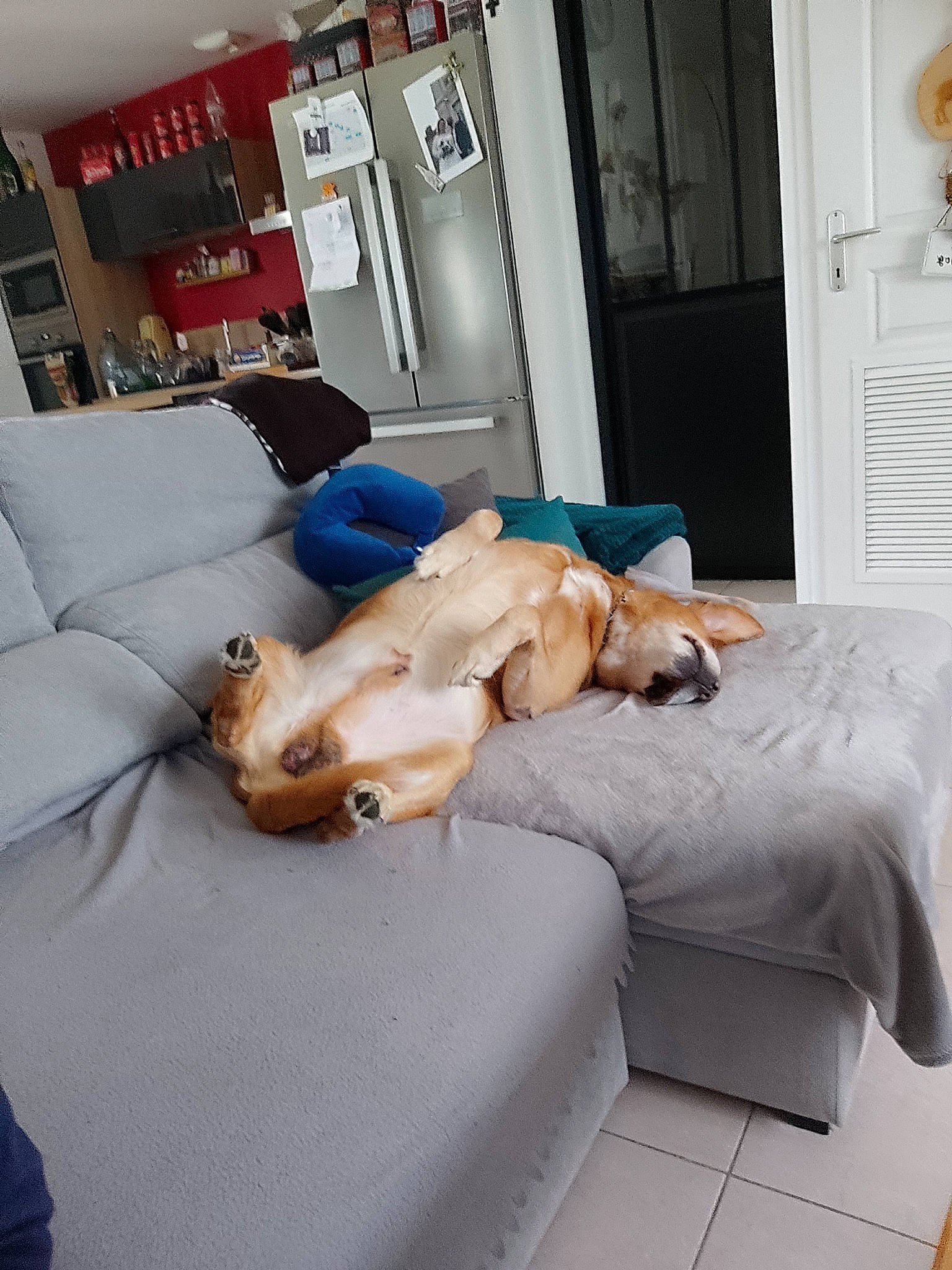 Fidel a rejoint le concours — aidez-le/la à gagner de superbes lots ! carnivore, comfort, companion_dog, couch, dog, dog_breed, door, fawn, floor, flooring, fur, furniture, hardwood, interior_design, living_room, mammal, picture_frame, sporting_group, studio_couch, wood