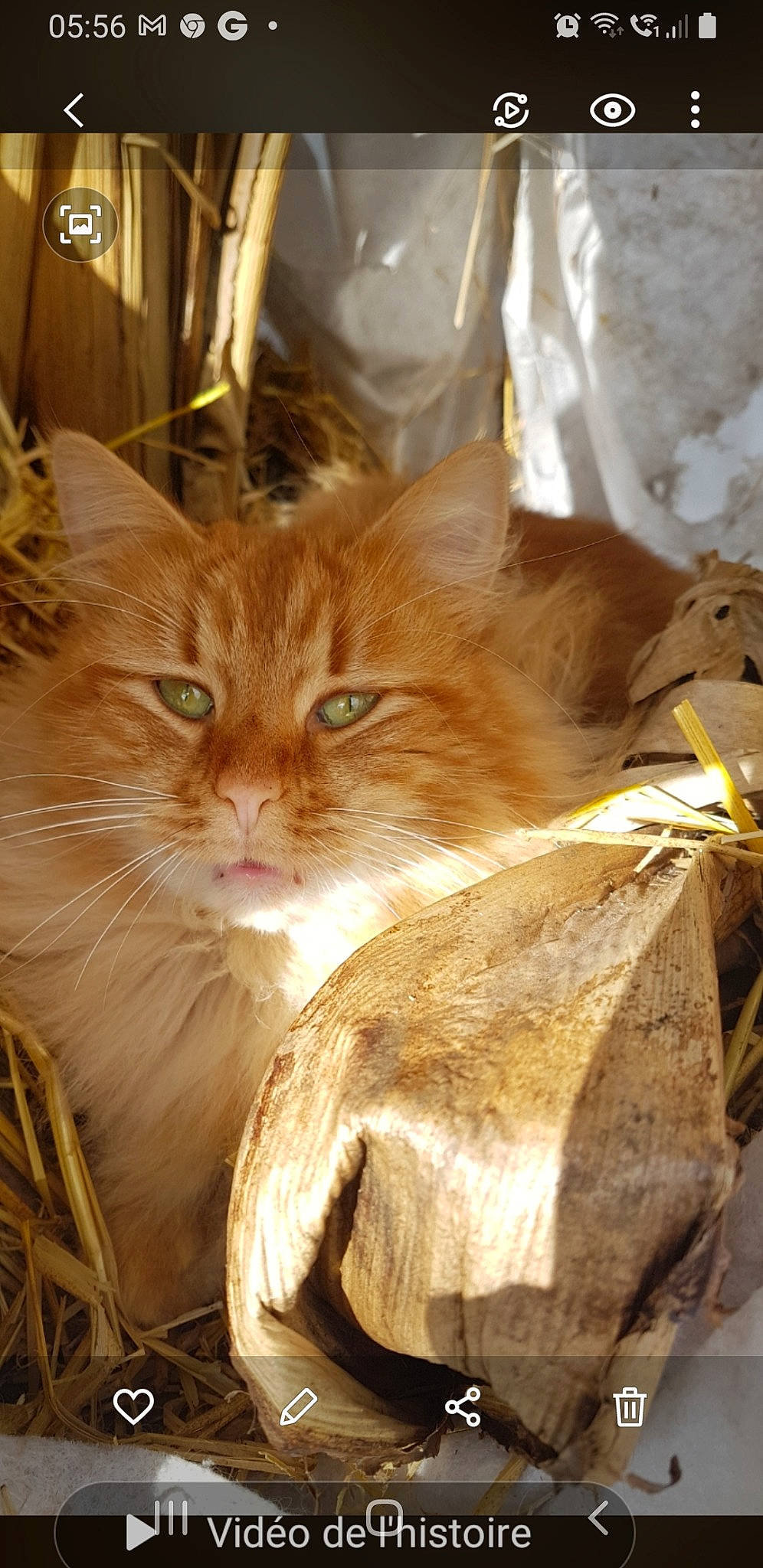 Quick participe au concours pour gagner de l'argent avec cette photo : box, cardboard, carnivore, cat, domestic_short_haired_cat, fawn, felidae, fur, grass, peach, sitting, small_to_medium_sized_cats, snout, tail, terrestrial_animal, whiskers, wood