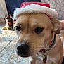 dog, pet, santa_hat, indoor, carpet, collar, tag, brown_dog, close_up, animal, canine, cute, festive, holiday, living_room, floor, domestic_animal, ears, snout, sitting