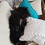 Ted a rejoint le concours — aidez-le/la à gagner de superbes lots ! dog, fluffy, black, pillow, knitted, cushion, sofa, furniture, indoor, resting, cozy, pet, fur, home, relaxing, blanket, comfort, sleeping, curled_up, domestic