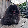 Ted participe au concours pour gagner de l'argent avec cette photo : dog, pomeranian, fluffy, black_fur, tongue_out, wooden_deck, rope_bridge, outdoor, pet, animal, cute, small_dog, smiling, furry, nature, greenery, playground, canine, happy, fur
