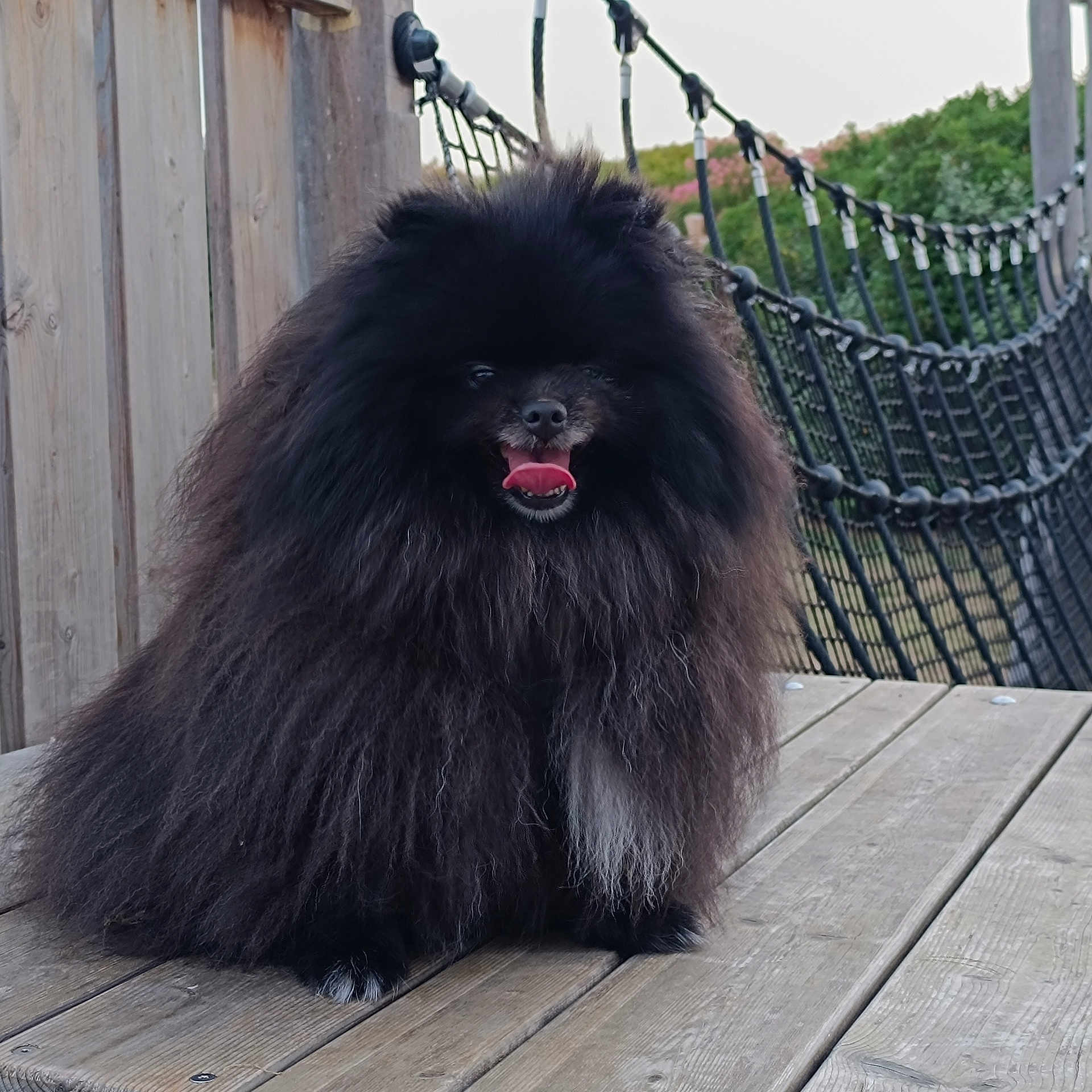 Ted participe au concours pour gagner de l'argent avec cette photo : dog, pomeranian, fluffy, black_fur, tongue_out, wooden_deck, rope_bridge, outdoor, pet, animal, cute, small_dog, smiling, furry, nature, greenery, playground, canine, happy, fur