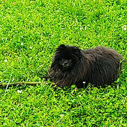 Ted a rejoint le concours — aidez-le/la à gagner de superbes lots ! dog, black_dog, fluffy, grass, greenery, flowers, outdoor, nature, pet, animal, canine, resting, cute, small_dog, fur, eyes, snout, leaf, summer, daylight