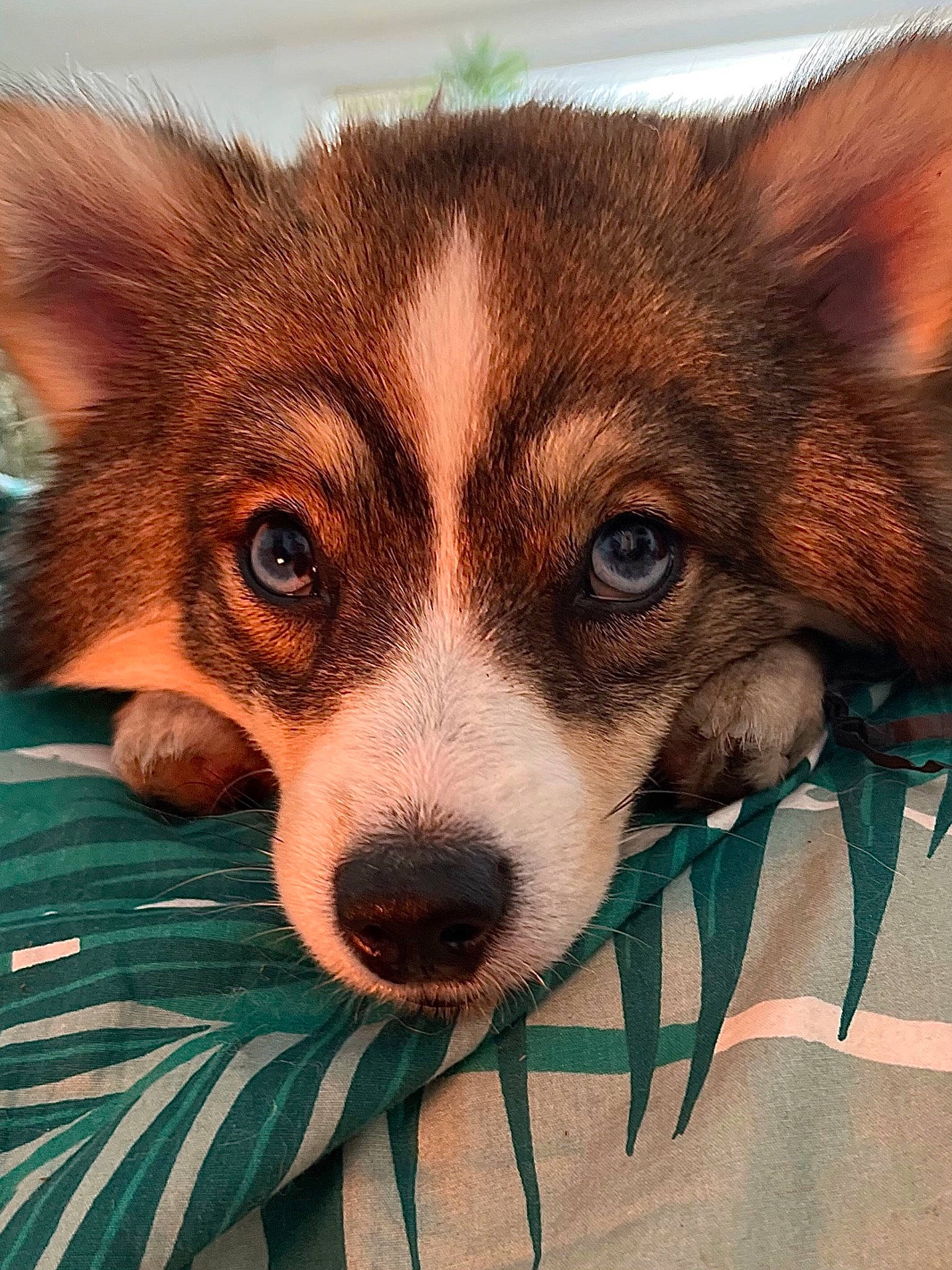 Dottie joined the competition — help win amazing prizes! art, canidae, carnivore, companion_dog, dog, dog_breed, eye, fawn, fur, non_sporting_group, pattern, puppy, snout, sporting_group, terrestrial_animal, toy_dog, visual_arts, whiskers, wildlife, working_dog