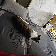 Basile participe au concours pour gagner de l'argent avec cette photo : cat, bed, pillow, water_bottle, blanket, room, indoor, furniture, chair, pattern, gray, yellow, relaxing, sleeping, pet, animal, cozy, rest, domestic, floor