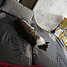 cat, bed, pillow, water_bottle, blanket, room, indoor, furniture, chair, pattern, gray, yellow, relaxing, sleeping, pet, animal, cozy, rest, domestic, floor