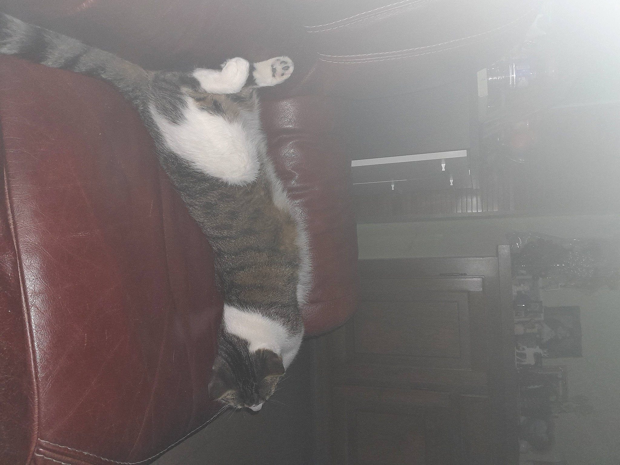 Basile a rejoint le concours — aidez-le/la à gagner de superbes lots ! arm, audio_equipment, automotive_exterior, cloud, darkness, entertainment, event, flesh, fun, fur, human_leg, music, musical_instrument, musician, performing_arts, room, sky, tail, tints_and_shades, vehicle_door