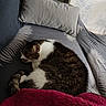 Basile a rejoint le concours — aidez-le/la à gagner de superbes lots ! cat, sleeping, couch, pillow, blanket, indoor, pet, fur, resting, cozy, home, comfort, animal, tabby, white, brown, relaxation, soft, domestic, curled_up