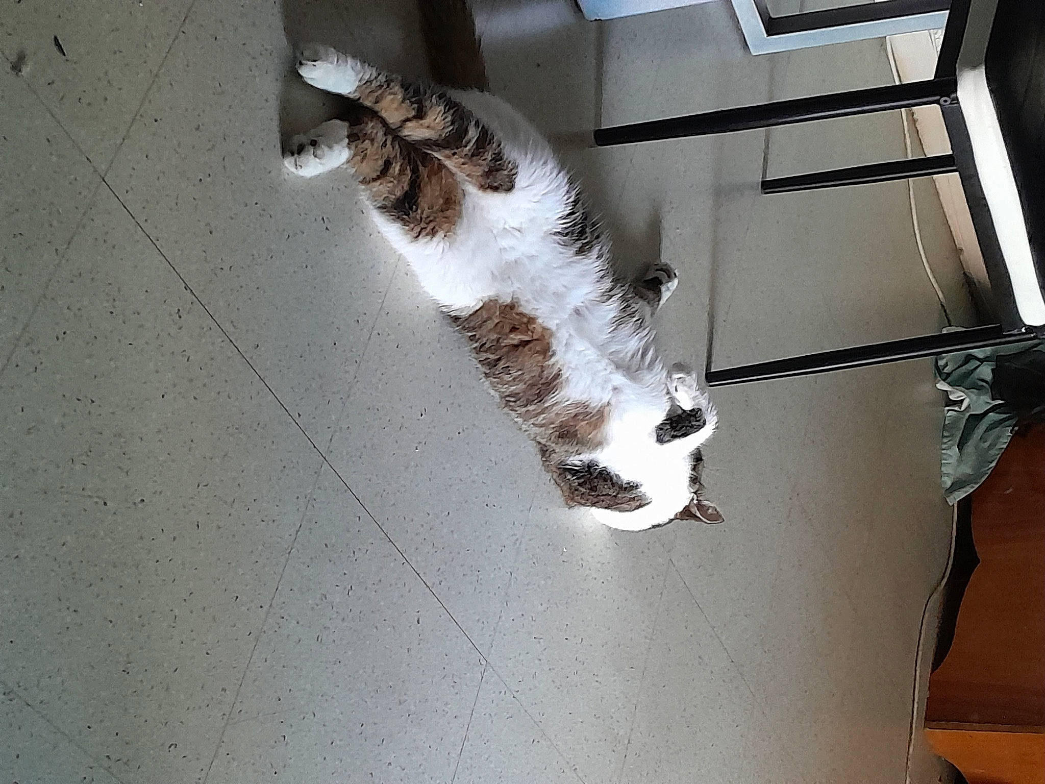 Basile a rejoint le concours — aidez-le/la à gagner de superbes lots ! canidae, carnivore, cat, companion_dog, dog_breed, domestic_short_haired_cat, felidae, flooring, fur, hardwood, human_leg, metal, room, small_to_medium_sized_cats, snout, sporting_group, tail, terrestrial_animal, whiskers, wood