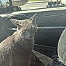 Flint is registered to the contest to win money with this photo: cat, gray_cat, pet, animal, feline, sitting, passenger_seat, car, vehicle, interior, whiskers, ears, eyes, fur, portrait, sunlight, outdoors, road, truck, travel