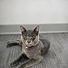 cat, gray_cat, pet, animal, feline, short_hair, yellow_eyes, lounging, lying_down, indoor, wood_floor, home, portrait, close_up, ears, whiskers, tail, paws, relaxed, funny_expression