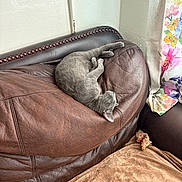 Flint joined the competition — help win amazing prizes! cat, kitten, gray_cat, sleeping, lounging, relaxed, indoor, living_room, leather_sofa, couch, furniture, blanket, curtain, floral, home, cozy, pet, animal, upside_down, resting