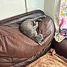 cat, kitten, gray_cat, sleeping, lounging, relaxed, indoor, living_room, leather_sofa, couch, furniture, blanket, curtain, floral, home, cozy, pet, animal, upside_down, resting