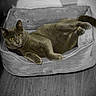 Flint is registered to the contest to win money with this photo: cat, gray_cat, pet, animal, feline, lying_down, lounging, relaxed, sleeping_area, pet_bed, bed, blanket, indoor, bedroom, wood_floor, portrait, closeup, whiskers, ears, yellow_eyes