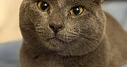 Flint is registered to the contest to win money with this photo: cat, gray_cat, feline, pet, animal, portrait, close_up, golden_eyes, ears, whiskers, nose, fur, sitting, blanket, bed, cozy, indoors, warm_lighting, shallow_depth_of_field, relaxed