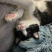 Atticus is registered to the contest to win money with this photo: cat, black_and_white, paw, upside_down, cute, pet, feline, whiskers, cozy, blanket, fur, indoor, resting, relaxed, pink_nose, soft_texture, close_up, animal, sleepy, companion