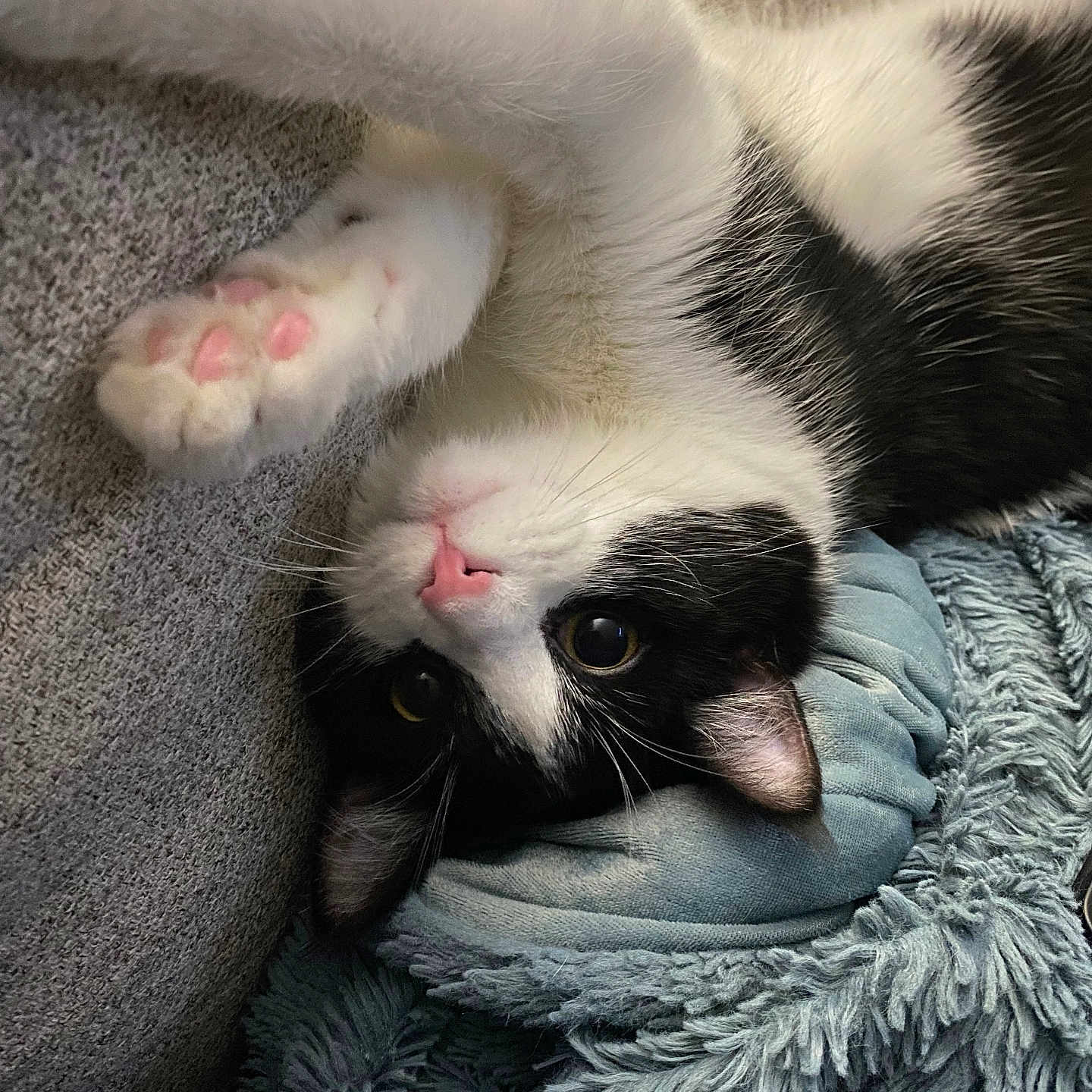 Atticus is registered to the contest to win money with this photo: cat, black_and_white, paw, upside_down, cute, pet, feline, whiskers, cozy, blanket, fur, indoor, resting, relaxed, pink_nose, soft_texture, close_up, animal, sleepy, companion